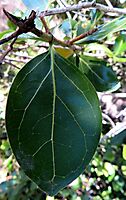 Psydrax obovata subsp. obovata leaf