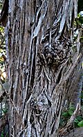 Tarchonanthus littoralis trunk