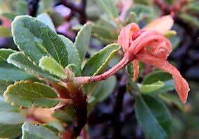 Grewia robusta faded flower