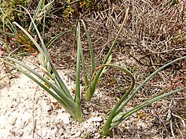 Albuca grandis leaves in the sand