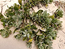 Arctotheca populifolia in the sand