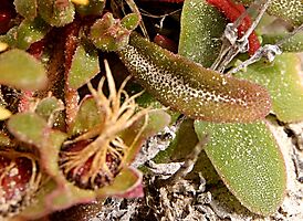 Cleretum bellidiforme leaves