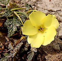 Grielum humifusum flower