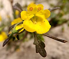 Hemimeris sabulosa flower