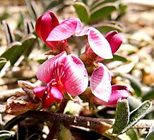 Lessertia argentea flowers