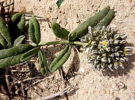 Limeum africanum subsp. africanum