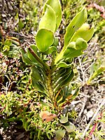 Limonium peregrinum leafy stem