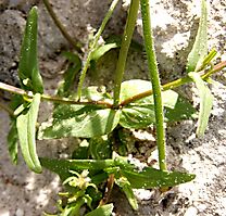 Nemesia strumosa stem and leaf differences