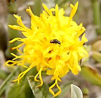 Pteronia onobromoides flowerhead