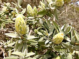 Pteronia onobromoides flowerhead buds