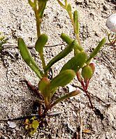 Senecio maritimus leaves of a young plant