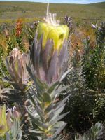 Protea coronata ruffled by insects