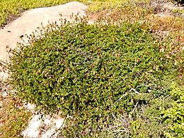 Hermannia succulent species