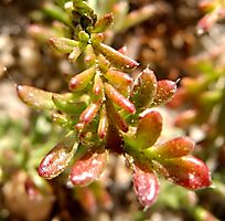 Hermannia succulent species leaves