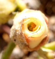 Hermannia succulent species flower