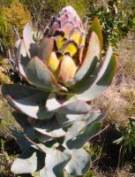 Protea eximia bud at Greyton