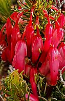 Erica plukenetii in stunning colour