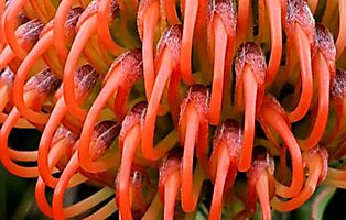 Leucospermum cordifolium budding styles nearly breaking free