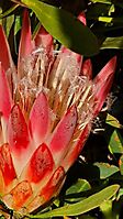 Protea repens but not creeping