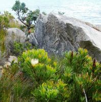 Protea repens on the Kogelberg by the sea