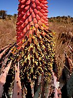 Aloe peglerae blooms