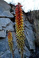Aloe petricola bicoloured inflorescence