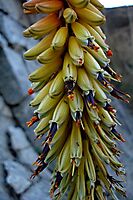 Aloe petricola dark filaments, pale style