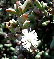 Antimima paripetala flower