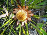 Protea scabra flowerhead at Greyton