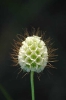 Scabiosa columbaria flower in the Rhenosterspruit Conservancy