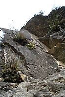 Crassula obtusa climbing rock