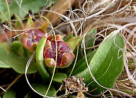 Delosperma carolinense lush fruit