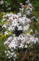 Struthiola myrsinites blooming profusely