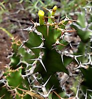 Euphorbia enormis cyathia and spines