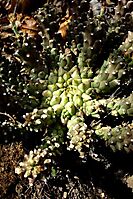Euphorbia maleolens central crown