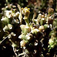 Euphorbia maleolens cyathium
