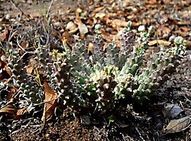 Euphorbia maleolens ring of fingers