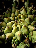 Euphorbia maleolens inner sanctum