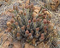 Euphorbia perangusta rounded shrublet