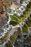 Euphorbia perangusta paired spines