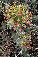 Euphorbia perangusta fruit pedicels