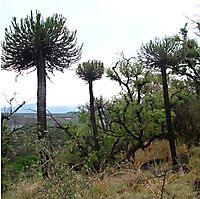 Euphorbia sekukuniensis elusive shade