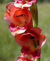 Gladiolus crassifolius tepal colours