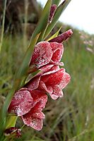 Gladiolus ecklonii