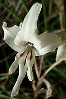 Gladiolus leptosiphon flower