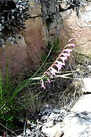 Gladiolus varius