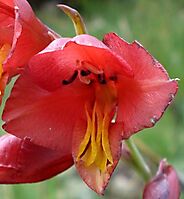 Gladiolus woodii inner tepal lobes