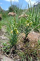 Gloriosa rigidifolia
