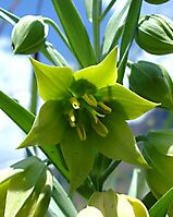Gloriosa rigidifolia flower