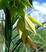 Gloriosa rigidifolia flower profile